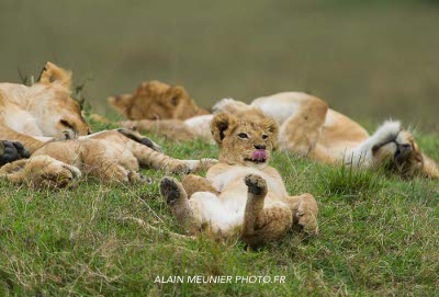 Safaris photo en Afrique
