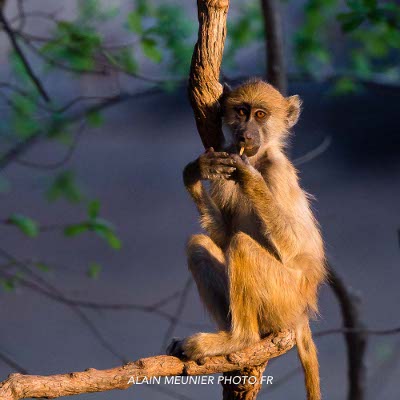 Safaris photo en Afrique