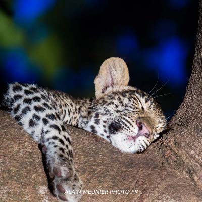 Safaris photo en Afrique