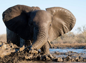 Safaris photo en Afrique