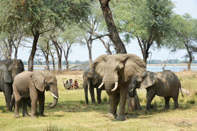 Offre Spéciale : Camps et lodges de Green Safaris (Zambie/Malawi)