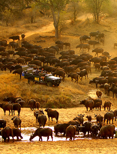 La réserve de Sabi Sand