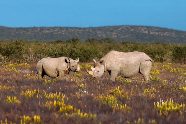 Rhinocéros noirs dans Etosha Heights Private Reserve © Natural Selection