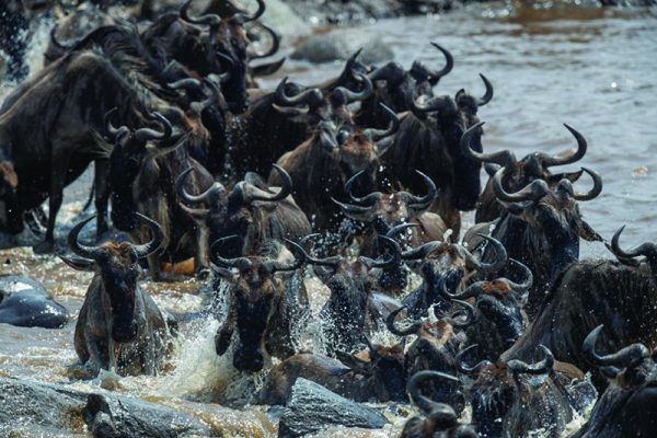 Grande migration - traversée de la rivière Mara (c) Asilia Africa