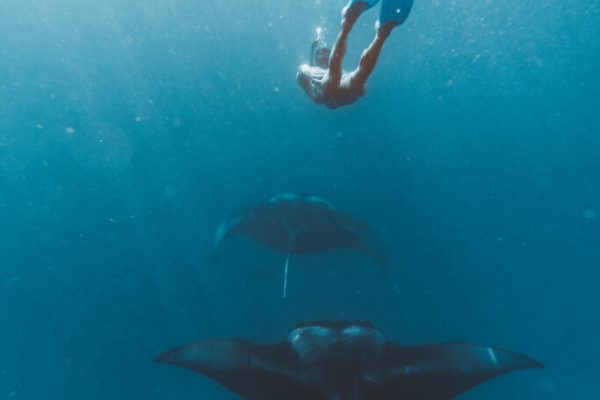 Nage avec les raies manta Baie de Hanifaru © Carmen Huter - Soneva Fushi