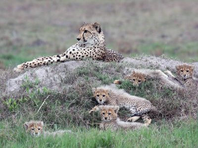 lemeilleurdubotswanaavecnotrepartenairewilderness