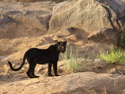 LEOPARDS NOIRS DE LAIKIPIA