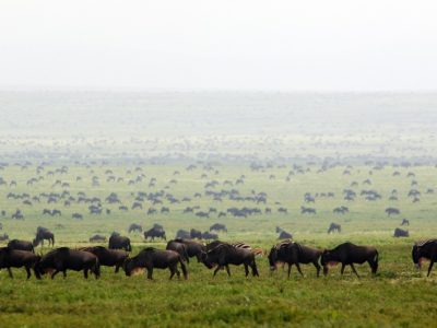 safarienfamilledanslesparcsdunorddelatanzanie